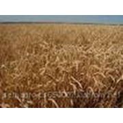 Донецкая-48 озимая пшеница
