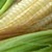 Гибрид кукурузы Сингента - НК Некта - фото