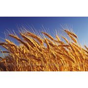 Семена озимой пшеницы Шестопаливка фото