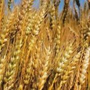 Озимая пшеница Тарасовская остистая фотография