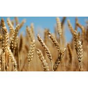 Семена озимой пшеницы Сонечко фотография