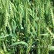 Озимая пшеница ВИКТОРИЯ ОДЕССКАЯ фото