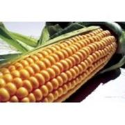Гибрид кукурузы Сингента - Ігл - фото