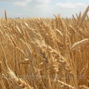 Озимая пшеница ЖАЙВИР (Элита) фото