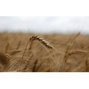 Семена озимой пшеницы ЗОЛОТОКОЛОСА