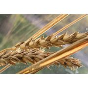 Семена озимой пшеницы ФАВОРИТКА фотография