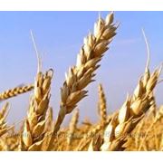 Семена озимой пшеницы ДОНЕЦЬКА 48
