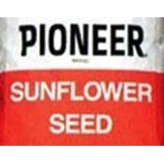 Семена подсолнечника Пионер ПР62А91 (Pioneer PR62A91) фотография
