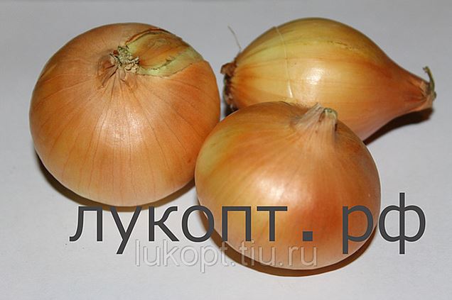 Купить Репчатый Лук Оптом В Калининграде