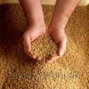 Посевные семена сои ГМО фото