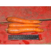 Морковь (Лен. область) фото