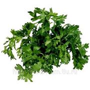 Петрушка. фото