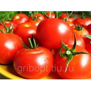 Продам помидоры оптом (лучшие помидоры России) фото