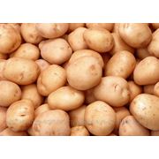 Реализуем картофель 2013г, лук, капусту. фотография