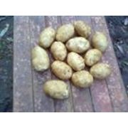 Семенной картофель“Удача“ фотография