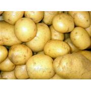 Картофель Новый урожай Винета