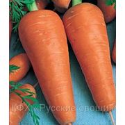 Морковь сорт «Роял Рекс (Royal Rex) «
