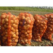 Картофель товарный! фото