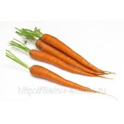Морковь. фото
