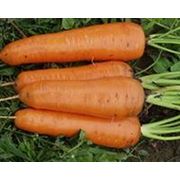 Морковь сорт «РОЙАЛ ШАНСОН (ROYAL CHANSON) «