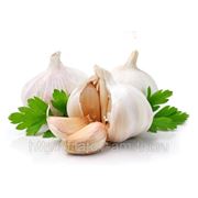 Чеснок фото