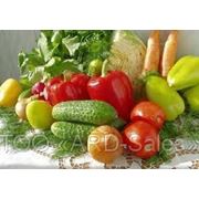 Овощи/Зелень фотография