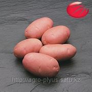 Элитные семена картофеля Голландской компании «HZPC» фото