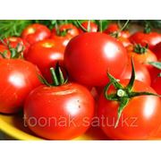 Продаем помидоры свежие , ОПТОМ по самой низкой цене