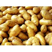 Продам картошку белую Павлодарскую оптом фото
