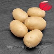 Элитные семена картофеля Голландской компании «HZPC» фотография