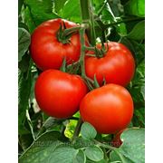 Семена томата Алексия 500 сем. Семинис. фото