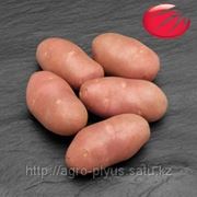 Элитные семена картофеля Голландской компании «HZPC» фотография