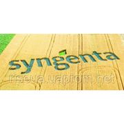 Семена подсолнечника Syngenta фотография