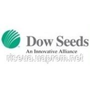 Семена подсолнечника Dow seeds 8H288 KLDM