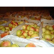 Яблоки белорусские фотография