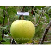 Польские яблоки Голден Делишес фотография