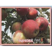 Яблоки Пинова фото