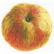 Яблоки “Скрыжапель“ фото