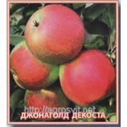 Яблоки Джонаголд Декоста фото