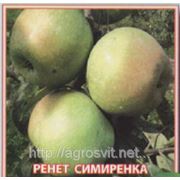 Яблоки Ренет Симиренко фото