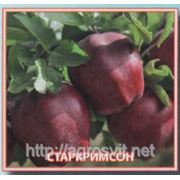 Яблоки Старкримсон фото