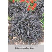 Офиопогон (Ophiopogon) plan. Niger фото