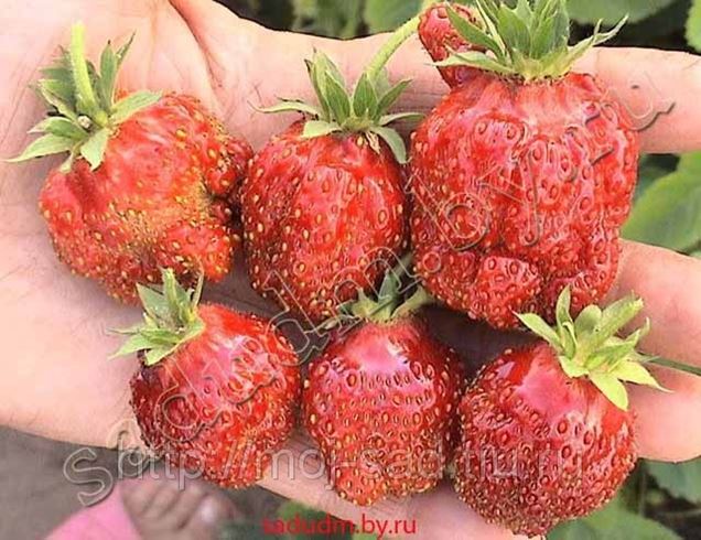 Клубника Кокинская Фото