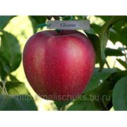 Польские яблоки Глостер фото