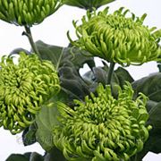 Хризантема Шамрок (лат. Chrysanthemum 'Shamrock') фотография