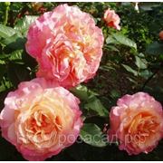Роза чайно-гибридная Augusta-Luise