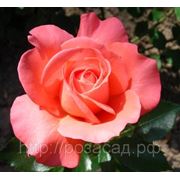 Роза чайно-гибридная Frohsinn фото