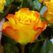 Роза чайно-гибридная Marie Claire