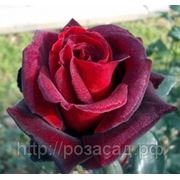 Роза чайно-гибридная Barcarole фото