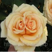 Роза чайно-гибридная Valensia фото